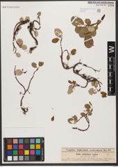 Foto von Salix reticulata L.